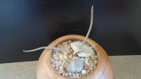 Astrophytum caput-medusae (Digitostigma caput-medusae)