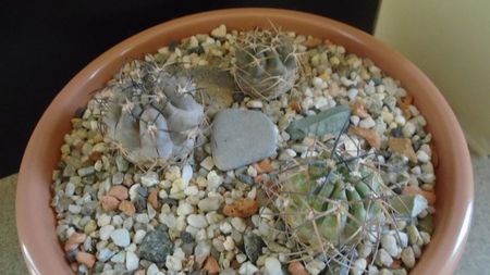 Grup de 3 Acanthocalycium; Acanthocalycium thionanthum
Acanthocalycium glaucum
Acanthocalycium munitum
