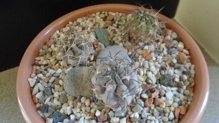 Grup de 3 Acanthocalycium; Acanthocalycium thionanthum
Acanthocalycium glaucum
Acanthocalycium munitum
