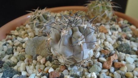 Acanthocalycium glaucum