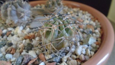 Acanthocalycium munitum