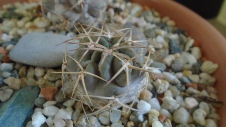 Acanthocalycium thionanthum