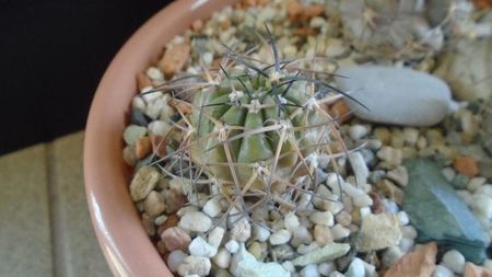 Acanthocalycium munitum