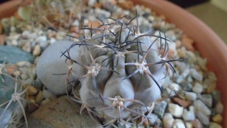 Acanthocalycium glaucum