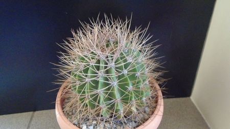 Acanthocalycium spiniflorum f. violaceum