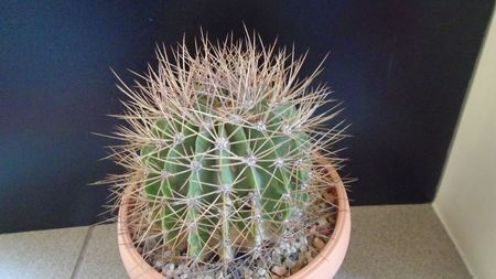 Acanthocalycium spiniflorum f. violaceum