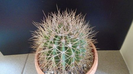 Acanthocalycium spiniflorum f. violaceum