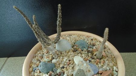 Grup de 2 Pterocactus; Pterocactus australis 
Pterocactus kuntzei
