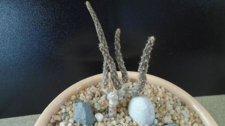 Pterocactus kuntzei