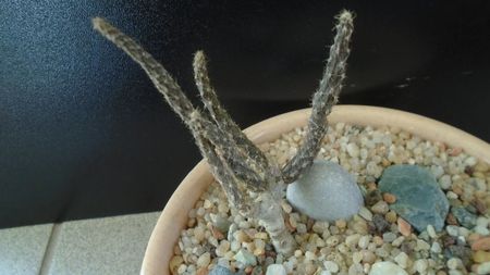 Pterocactus kuntzei