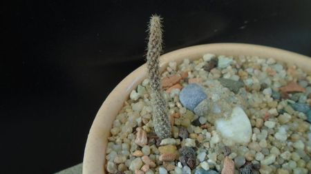 Pterocactus australis