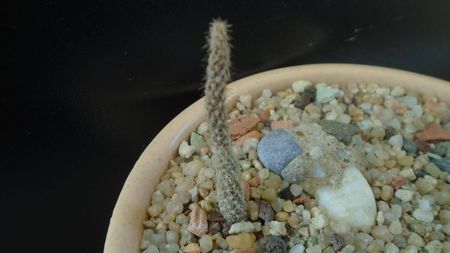 Pterocactus australis