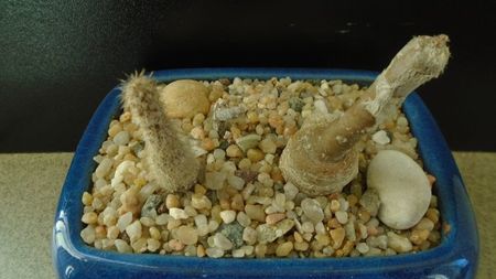 Grup de 2 Pterocactus; Pterocactus tuberosus
Pterocactus gonjianii
