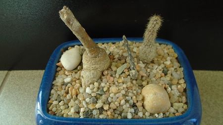 Grup de 2 Pterocactus; Pterocactus tuberosus
Pterocactus gonjianii
