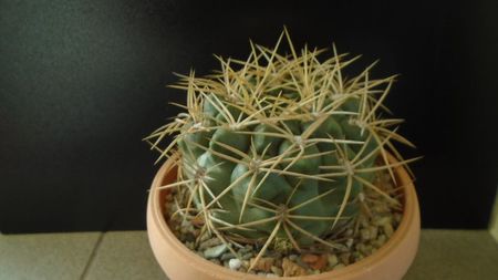 Gymnocalycium monvillei