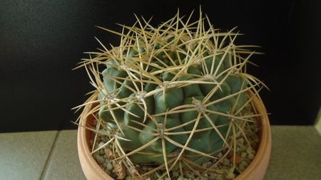 Gymnocalycium monvillei