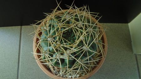 Gymnocalycium monvillei