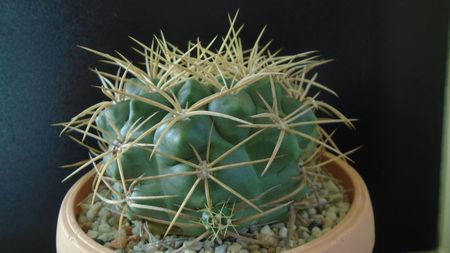 Gymnocalycium monvillei