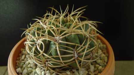 Gymnocalycium ferox v. ferocior (Gymnocalycium castellanosii ssp. ferocius)