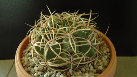 Gymnocalycium ferox v. ferocior (Gymnocalycium castellanosii ssp. ferocius)