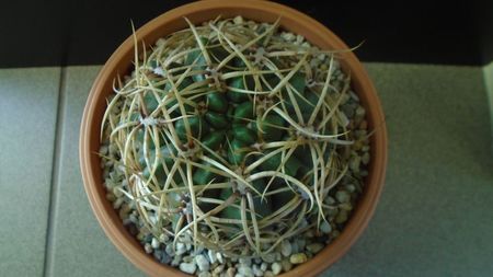 Gymnocalycium ferox v. ferocior (Gymnocalycium castellanosii ssp. ferocius)