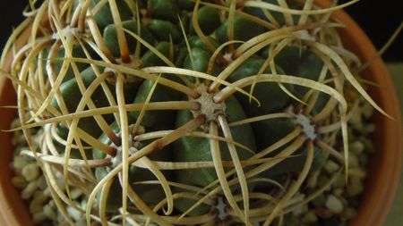 Gymnocalycium ferox v. ferocior (Gymnocalycium castellanosii ssp. ferocius)