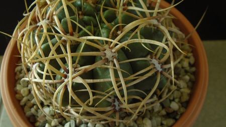 Gymnocalycium ferox v. ferocior (Gymnocalycium castellanosii ssp. ferocius)