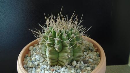 Gymnocalycium mihanovichii