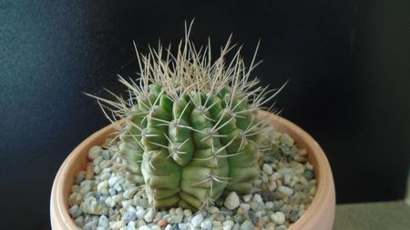 Gymnocalycium mihanovichii