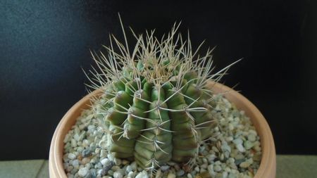 Gymnocalycium mihanovichii