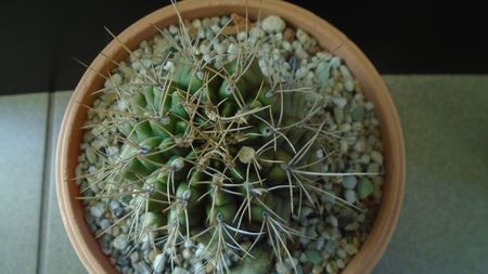 Gymnocalycium mihanovichii