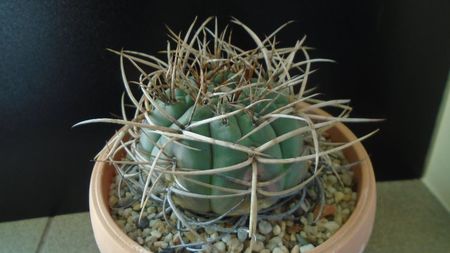 Gymnocalycium cardenasianum