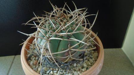 Gymnocalycium cardenasianum