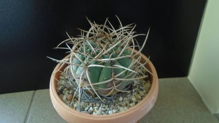 Gymnocalycium cardenasianum