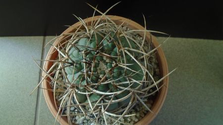 Gymnocalycium cardenasianum