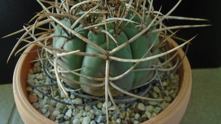 Gymnocalycium cardenasianum