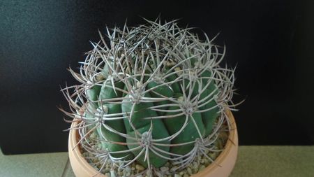 Gymnocalycium saglionis