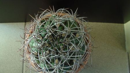 Gymnocalycium saglionis