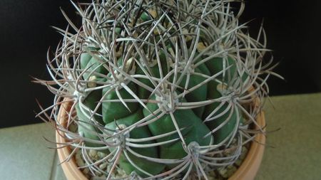 Gymnocalycium saglionis