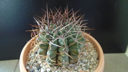 Gymnocalycium schickendantzii