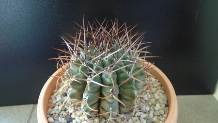 Gymnocalycium schickendantzii