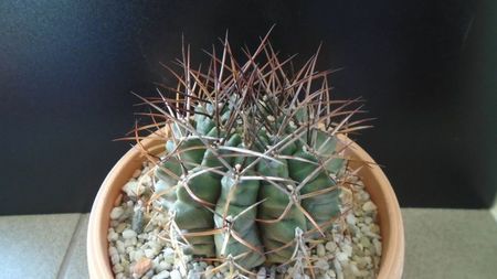 Gymnocalycium schickendantzii