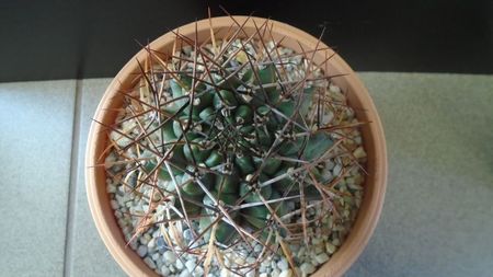 Gymnocalycium schickendantzii