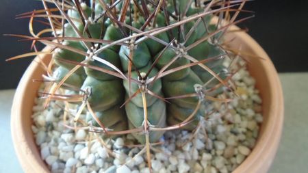 Gymnocalycium stenopleurum