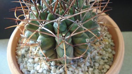 Gymnocalycium schickendantzii