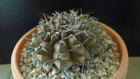 Gymnocalycium ochoterenae ssp. vatteri