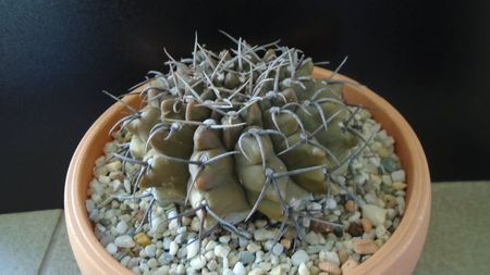 Gymnocalycium ochoterenae ssp. vatteri