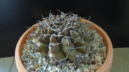 Gymnocalycium ochoterenae ssp. vatteri