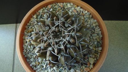 Gymnocalycium ochoterenae ssp. vatteri