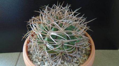 Gymnocalycium guanchinense = Gymnocalycium hossei